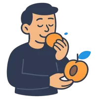 aprikoos — illustration of apricot