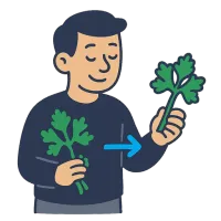 petersell — illustration of parsley